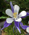 White and Lavender Columbine, Colorado State Flower